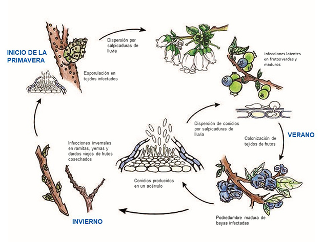Illustration of anthracnose disease life cycle.